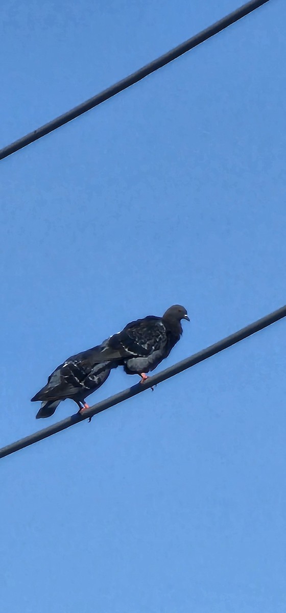 Rock Pigeon (Feral Pigeon) - ML641961140