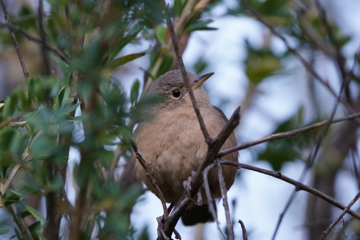 Southern House Wren - ML641961147