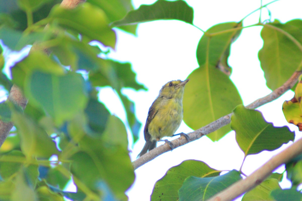 Mangrove Vireo - ML641961158