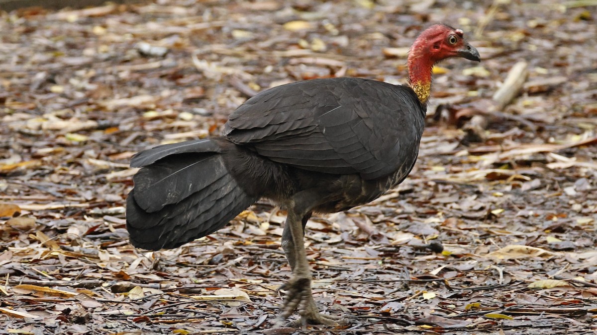 Australian Brushturkey - ML641961159