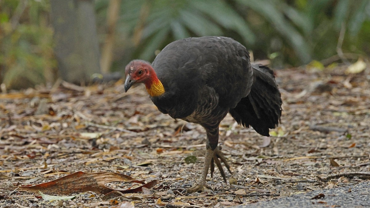 Australian Brushturkey - ML641961161