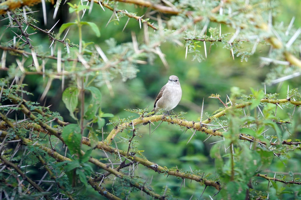 Pale Flycatcher - ML641961167