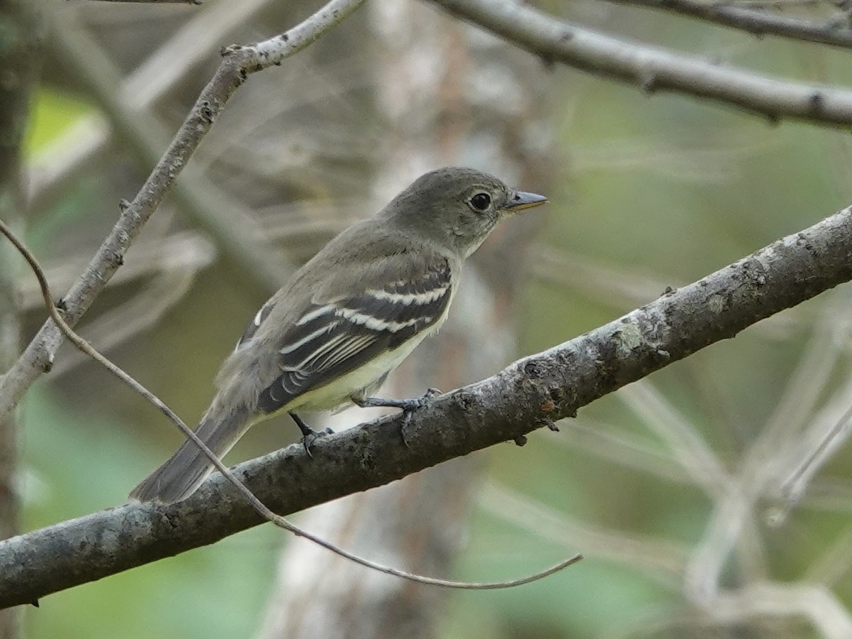 Alder Flycatcher - ML641961168