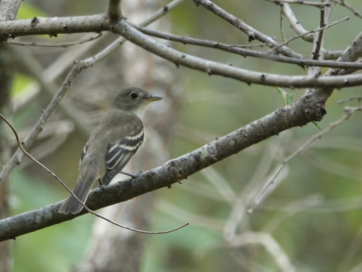 Alder Flycatcher - ML641961171