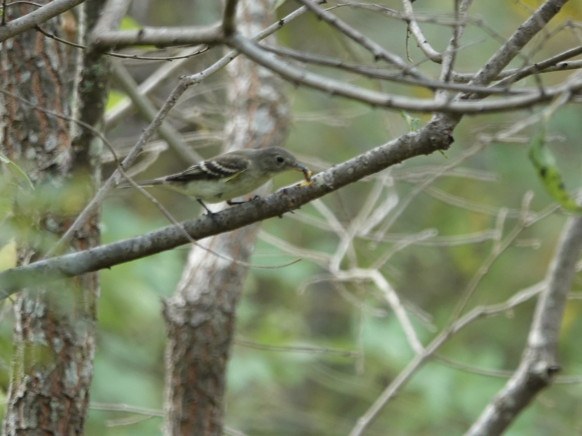 Alder Flycatcher - ML641961172