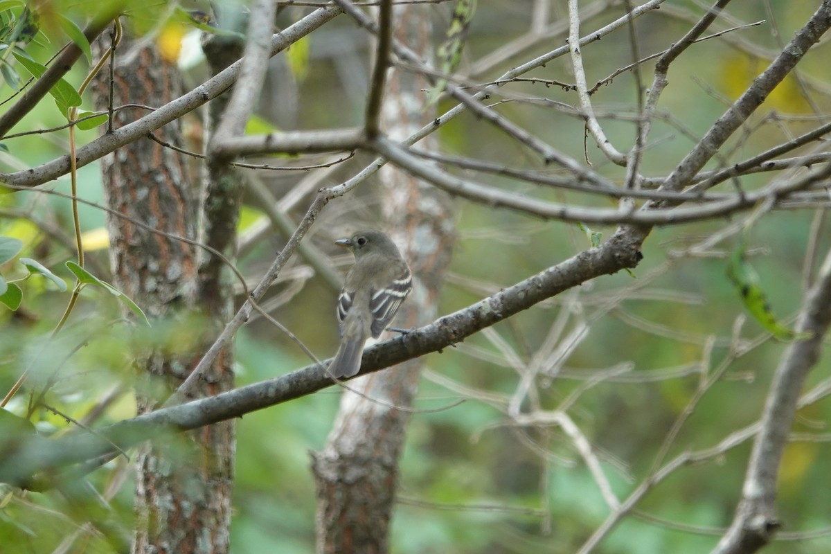 Alder Flycatcher - ML641961173