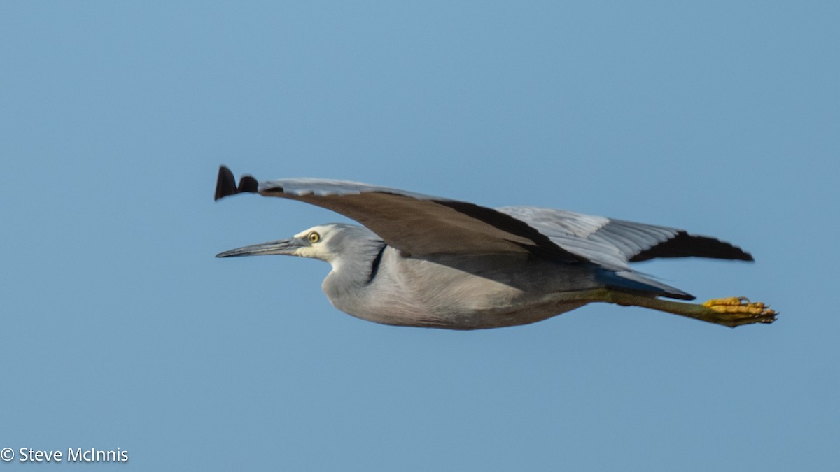 White-faced Heron - ML641961182