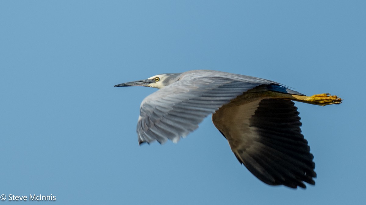 White-faced Heron - ML641961183
