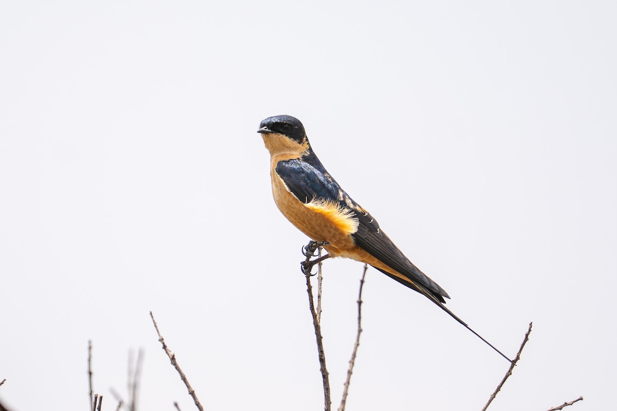 Rufous-chested Swallow - ML641961184