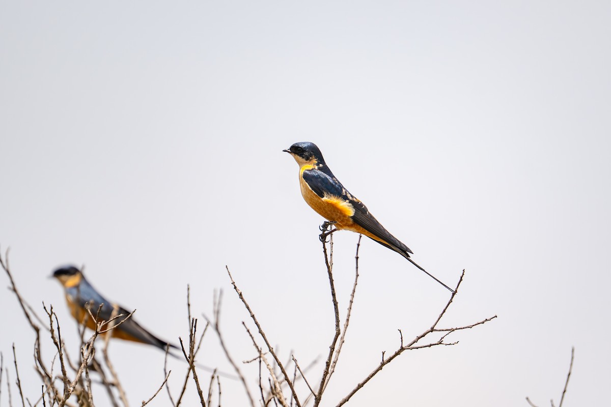 Rufous-chested Swallow - ML641961185