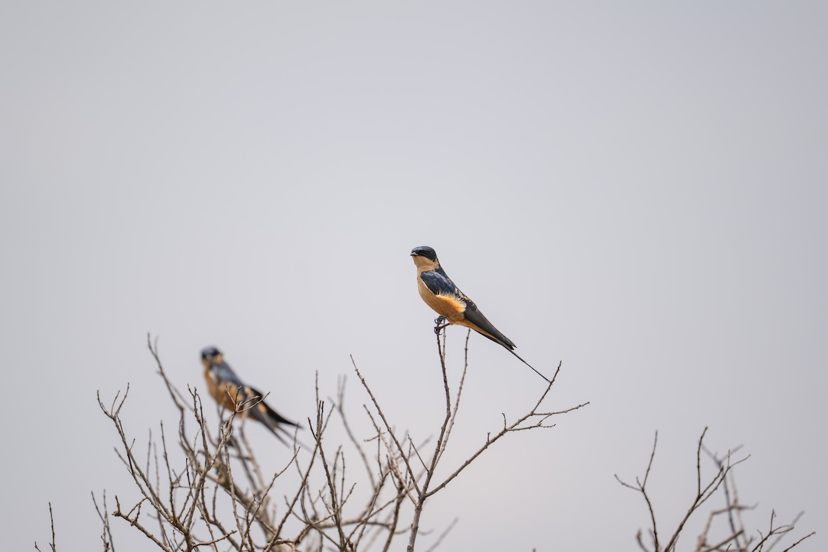 Rufous-chested Swallow - ML641961186