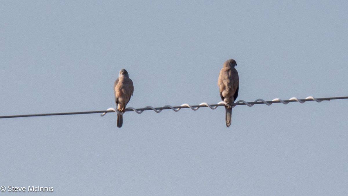 Brown Goshawk - ML641961190