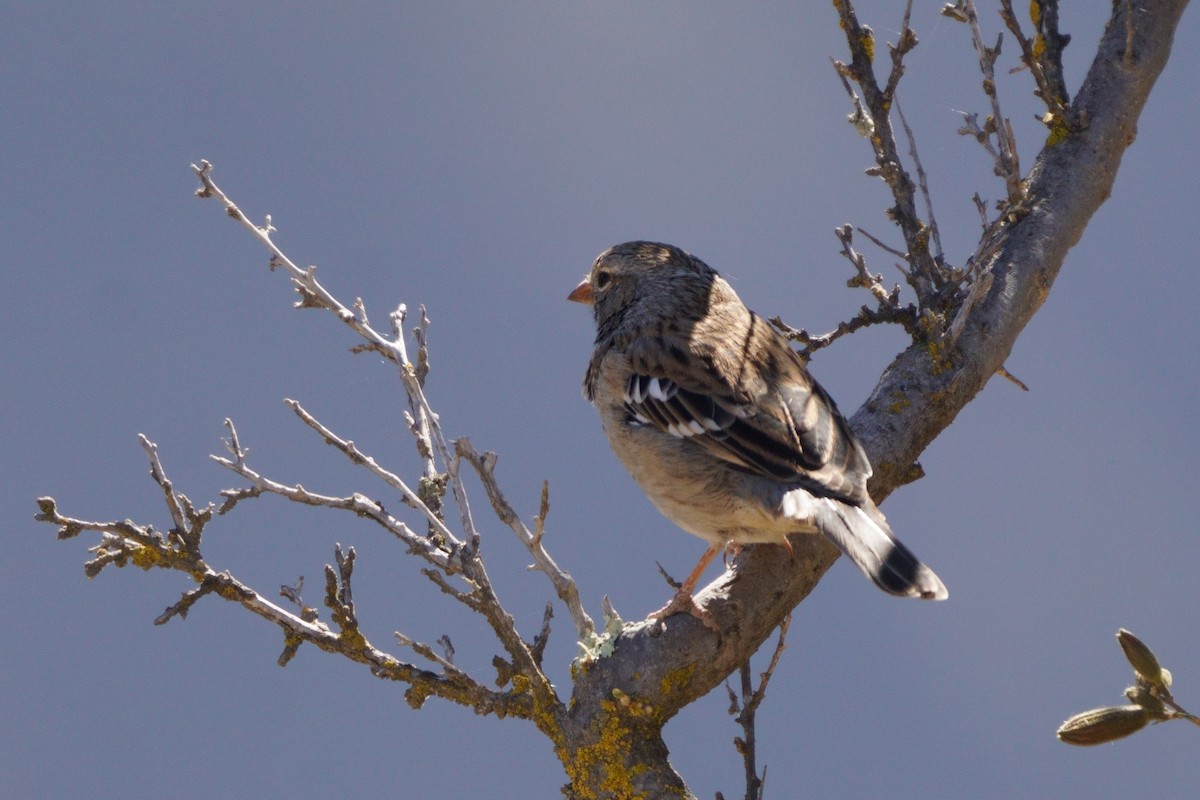 Mourning Sierra Finch - ML641961216