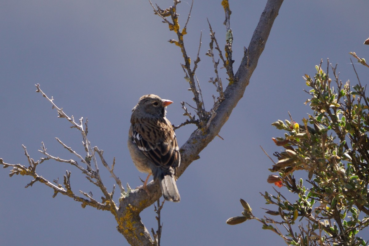Mourning Sierra Finch - ML641961217