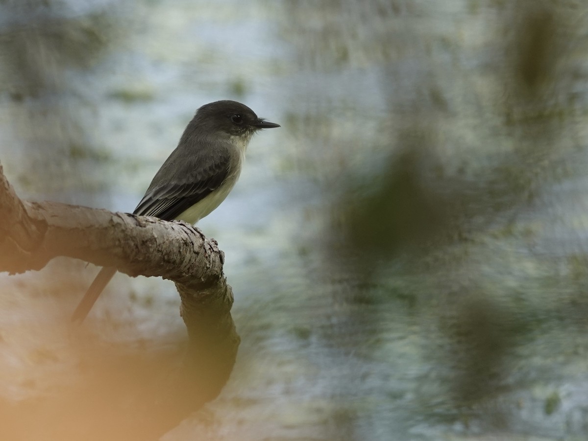 Eastern Phoebe - ML641961226