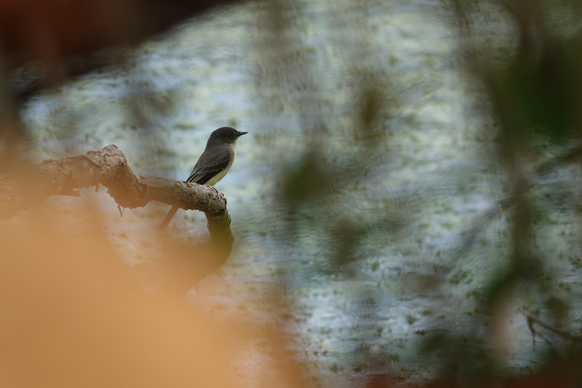 Eastern Phoebe - ML641961227