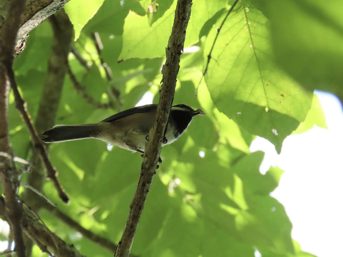Black-capped Chickadee - ML641961233