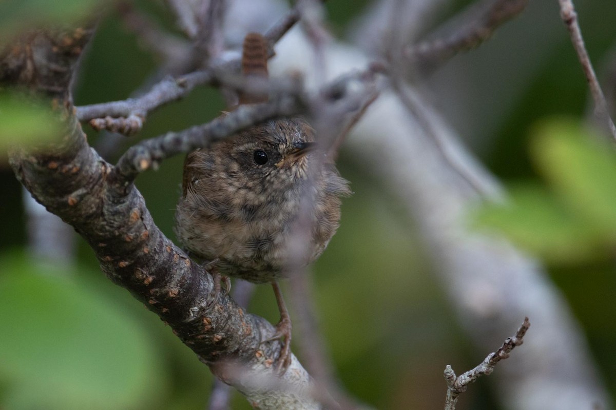 Winter Wren - ML641961235