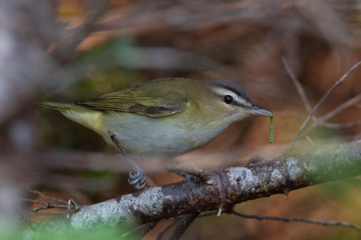 Rotaugenvireo - ML641961247