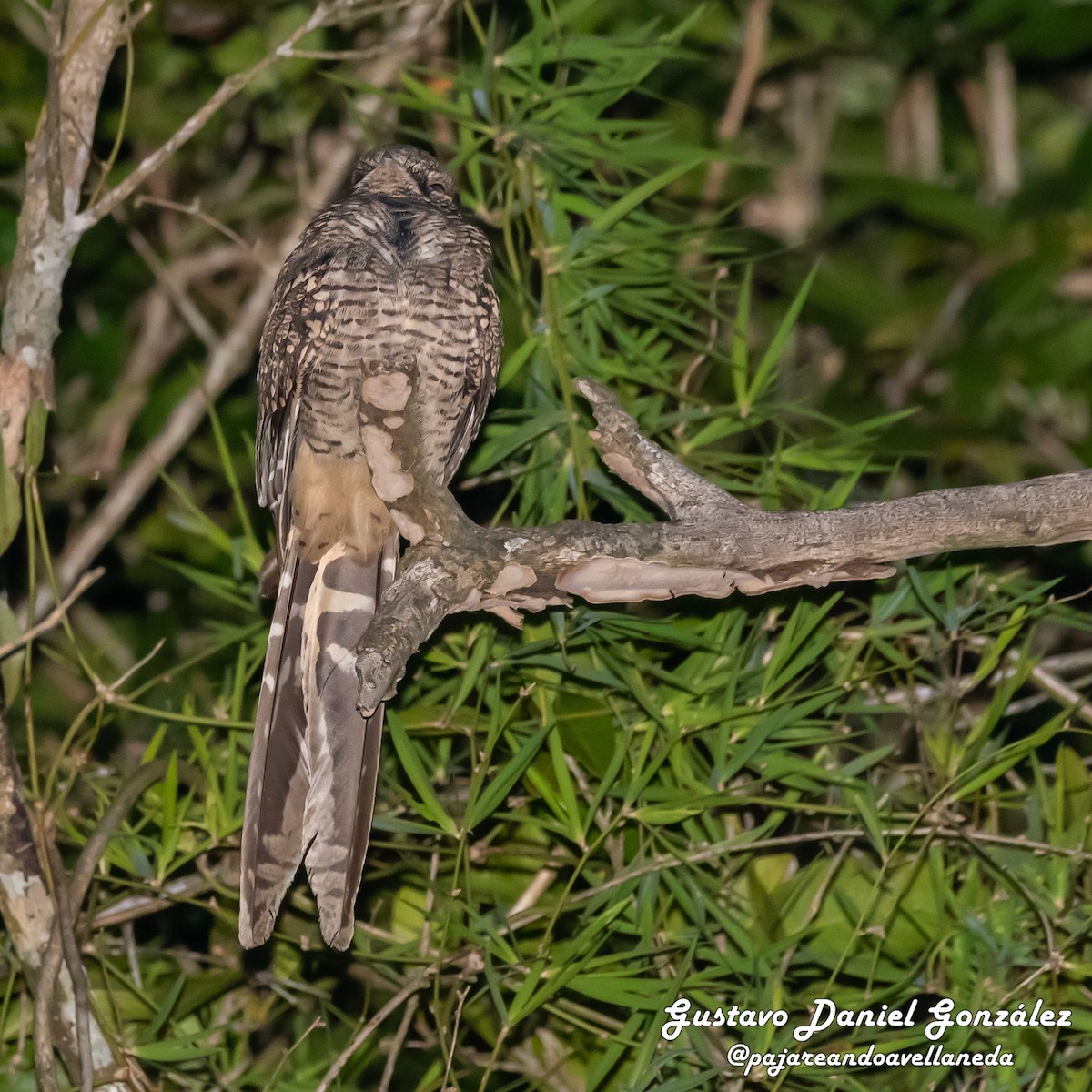 Scissor-tailed Nightjar - ML641961249