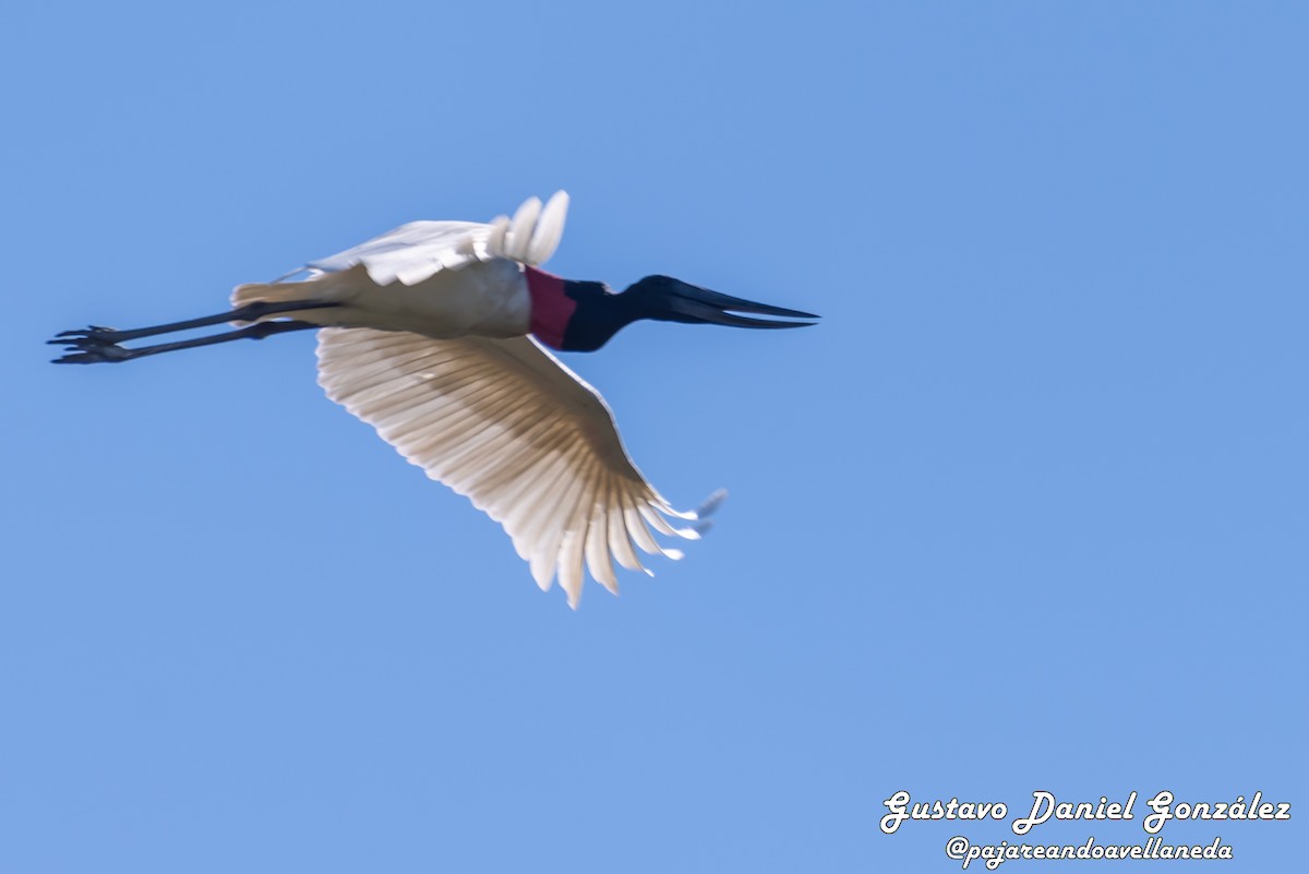 Jabiru - ML641961252