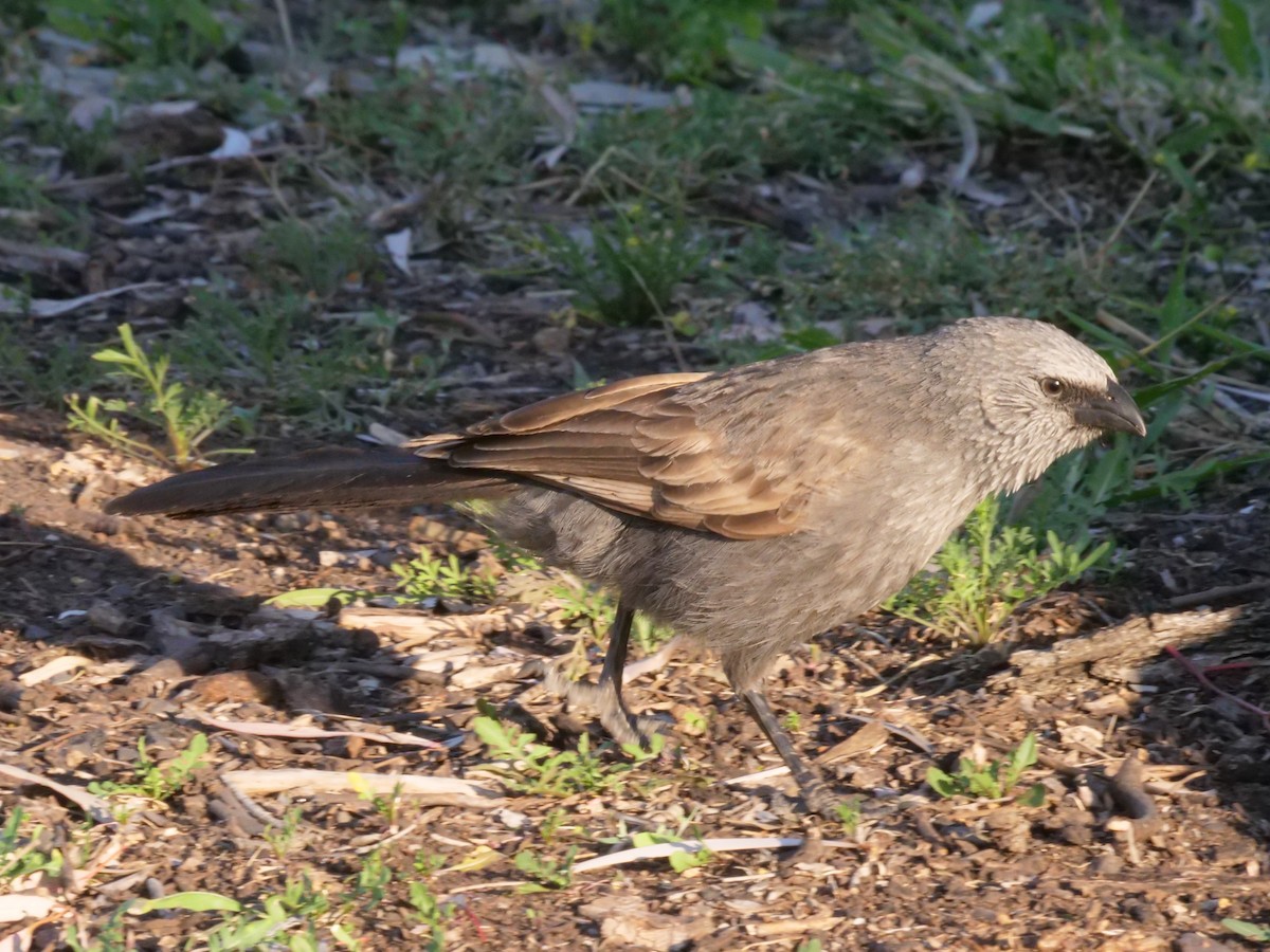 Apostlebird - ML641961253