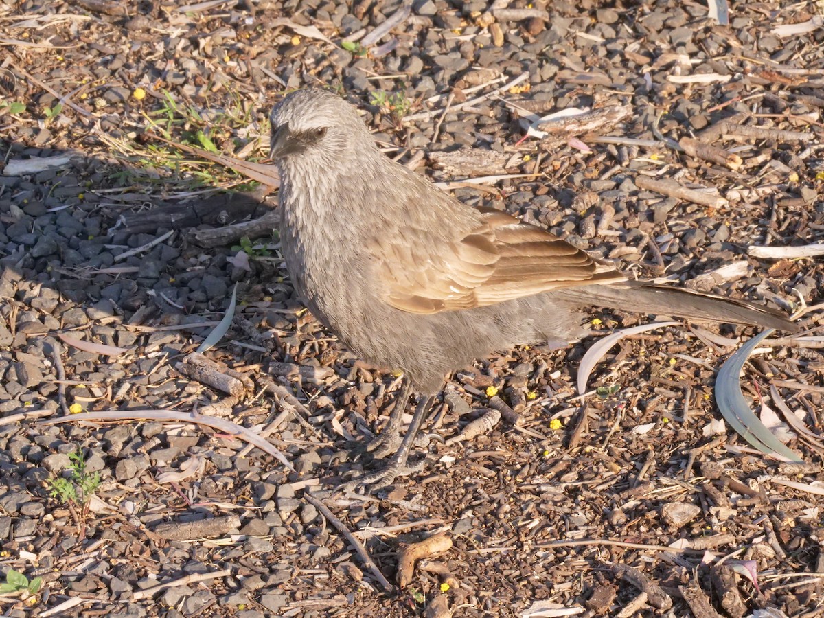 Apostlebird - ML641961255