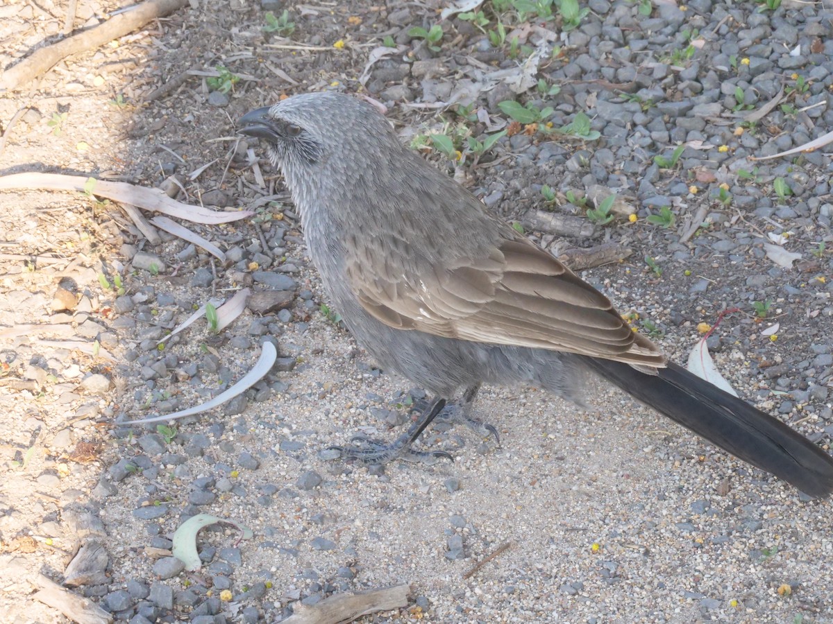 Apostlebird - ML641961256