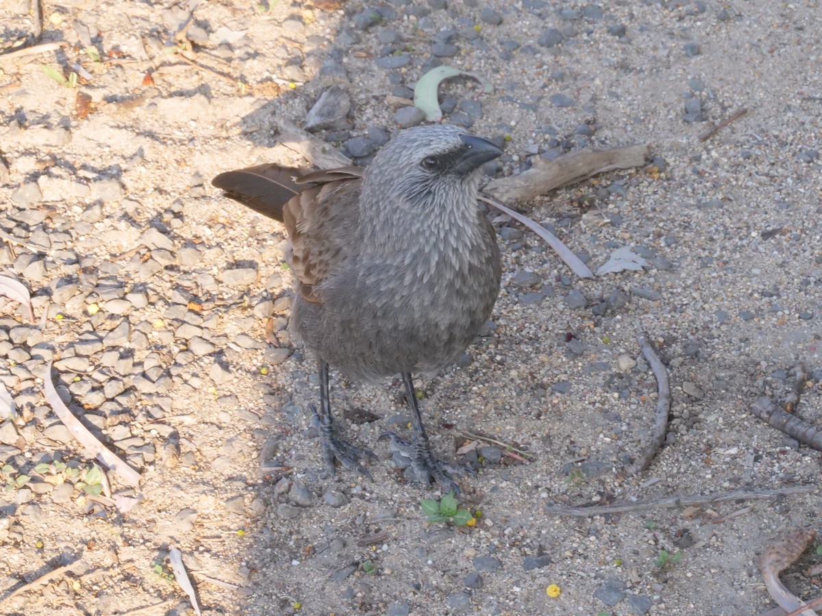 Apostlebird - ML641961257