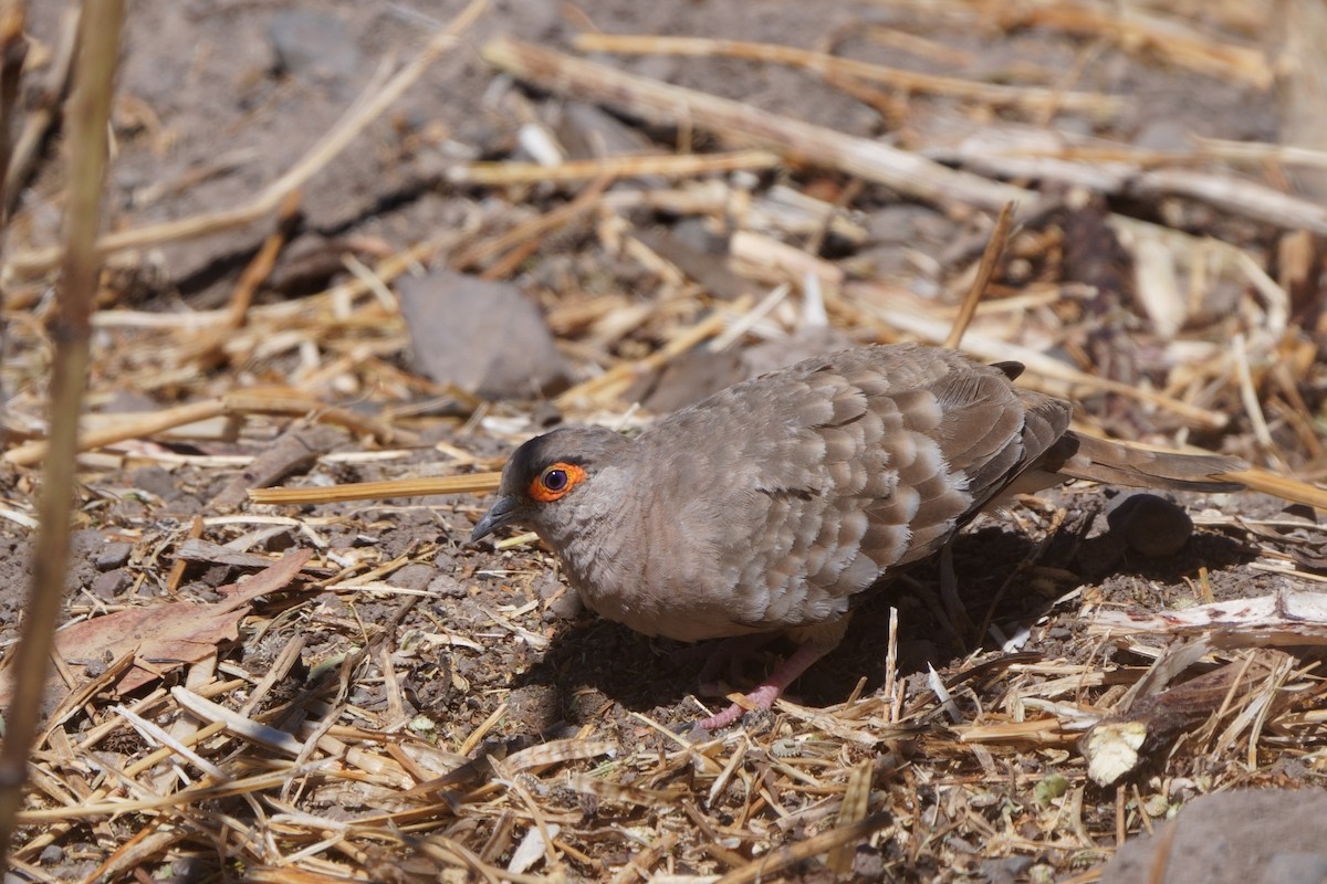 Bare-faced Ground Dove - ML641961261