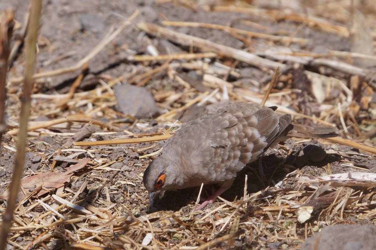 Bare-faced Ground Dove - ML641961262