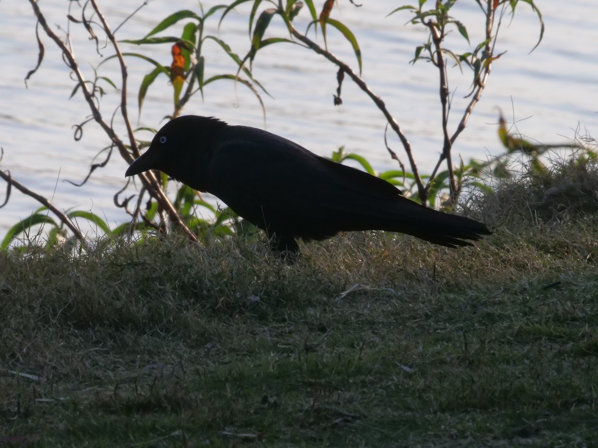 Torresian Crow - ML641961264
