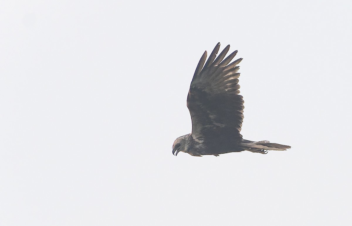 Eastern Marsh Harrier - ML641961265