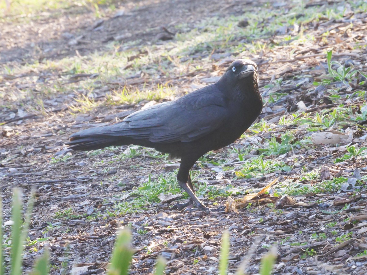 Torresian Crow - ML641961266