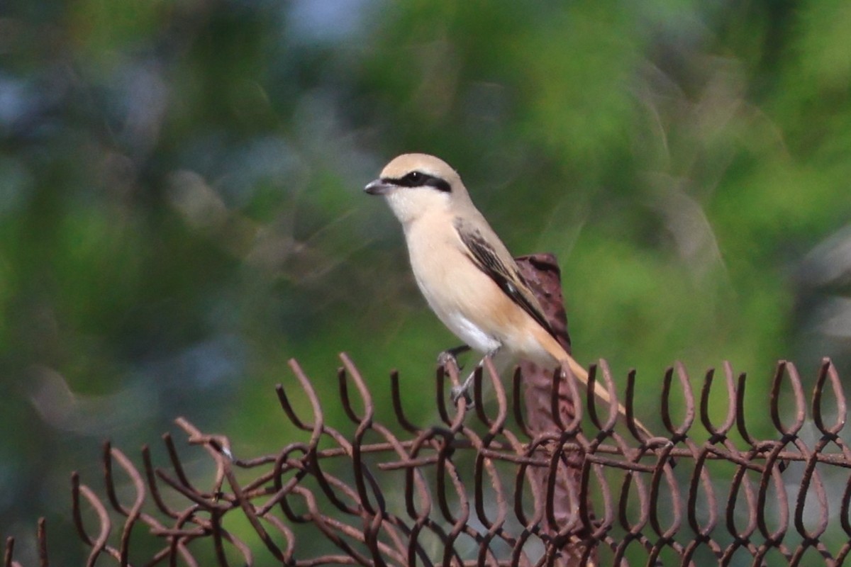 Isabelline Shrike - ML641961273