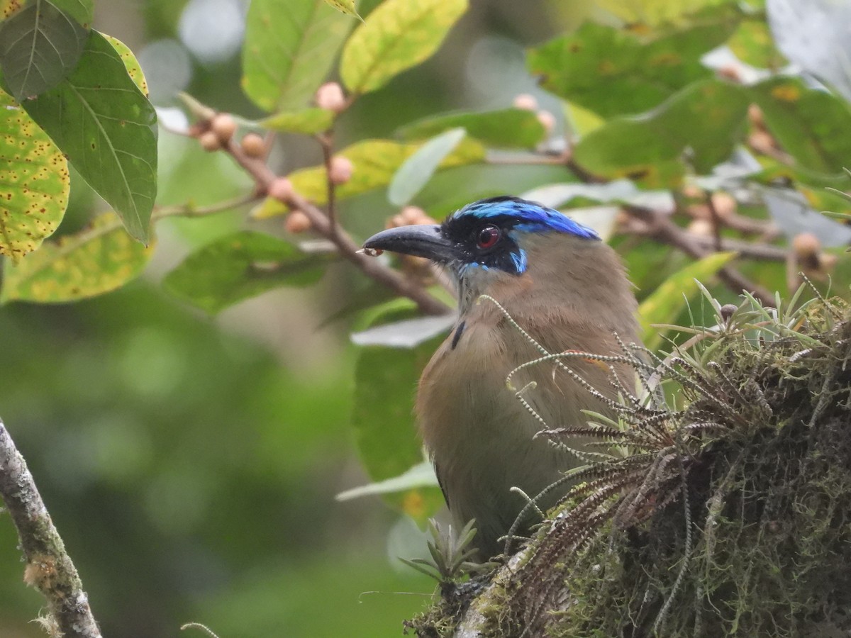 Lesson's Motmot - ML641961282
