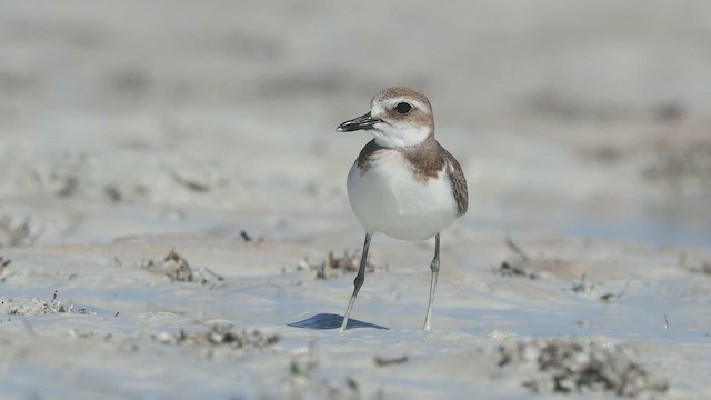 Greater Sand-Plover - ML641961287