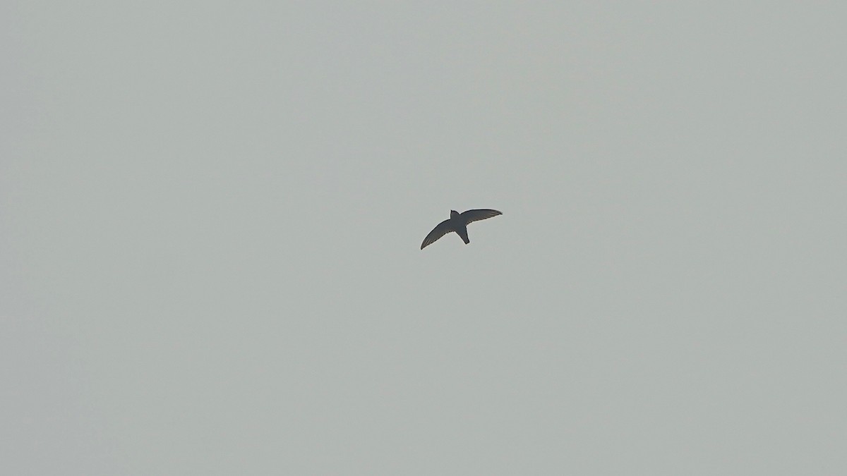 Little Swift - ML641961293