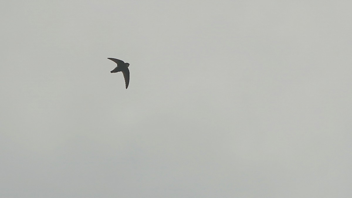 Little Swift - ML641961297