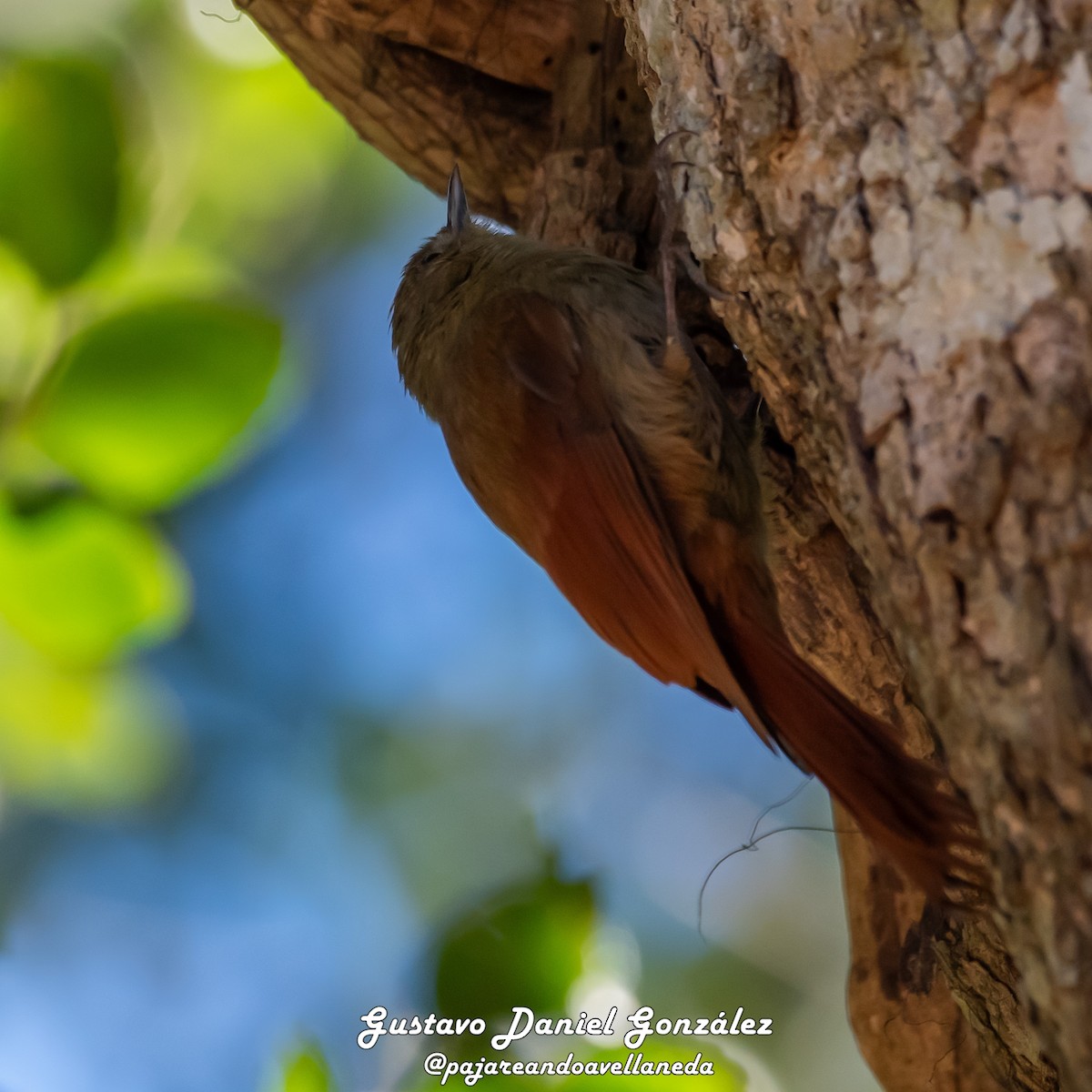 Olivaceous Woodcreeper - ML641961302