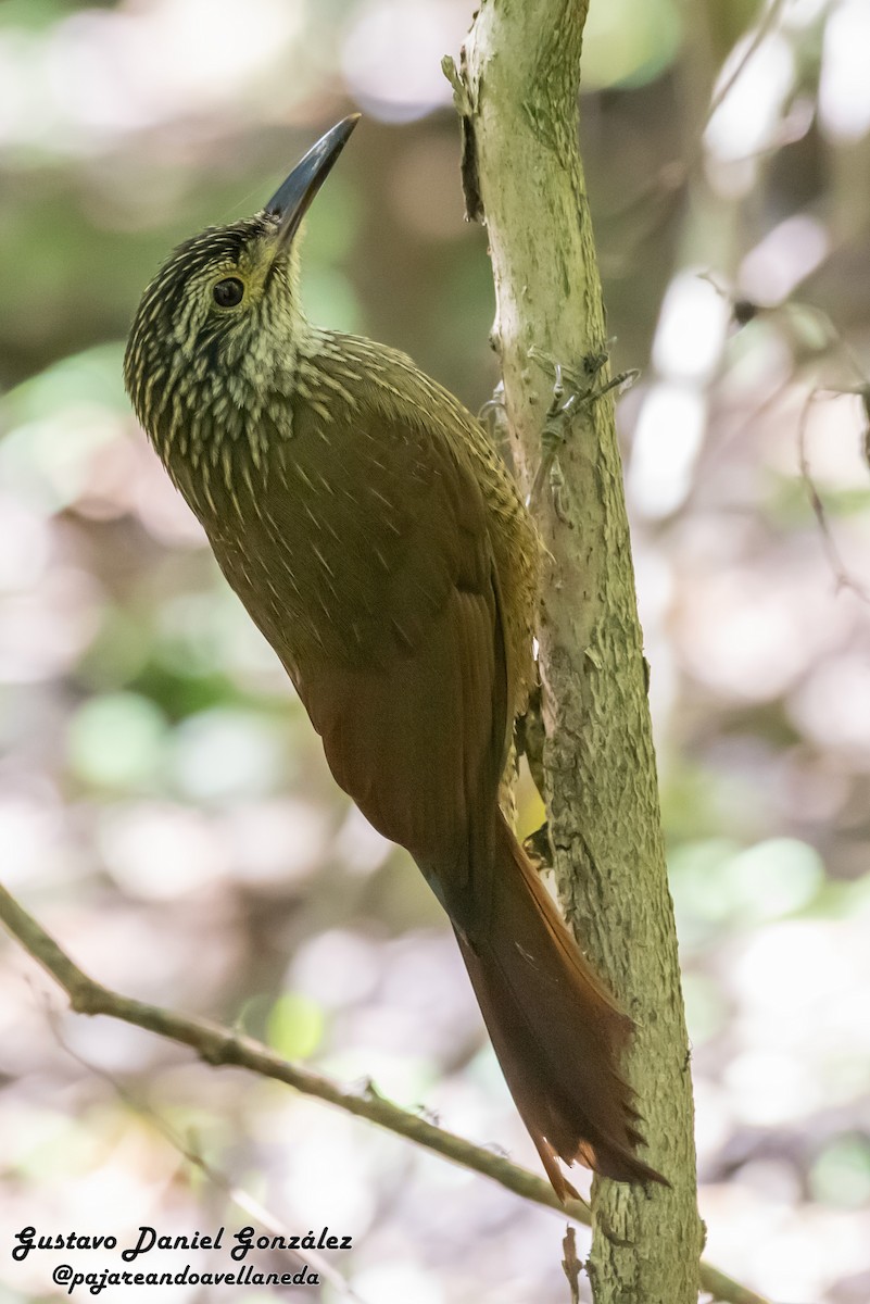 Planalto Woodcreeper - ML641961306