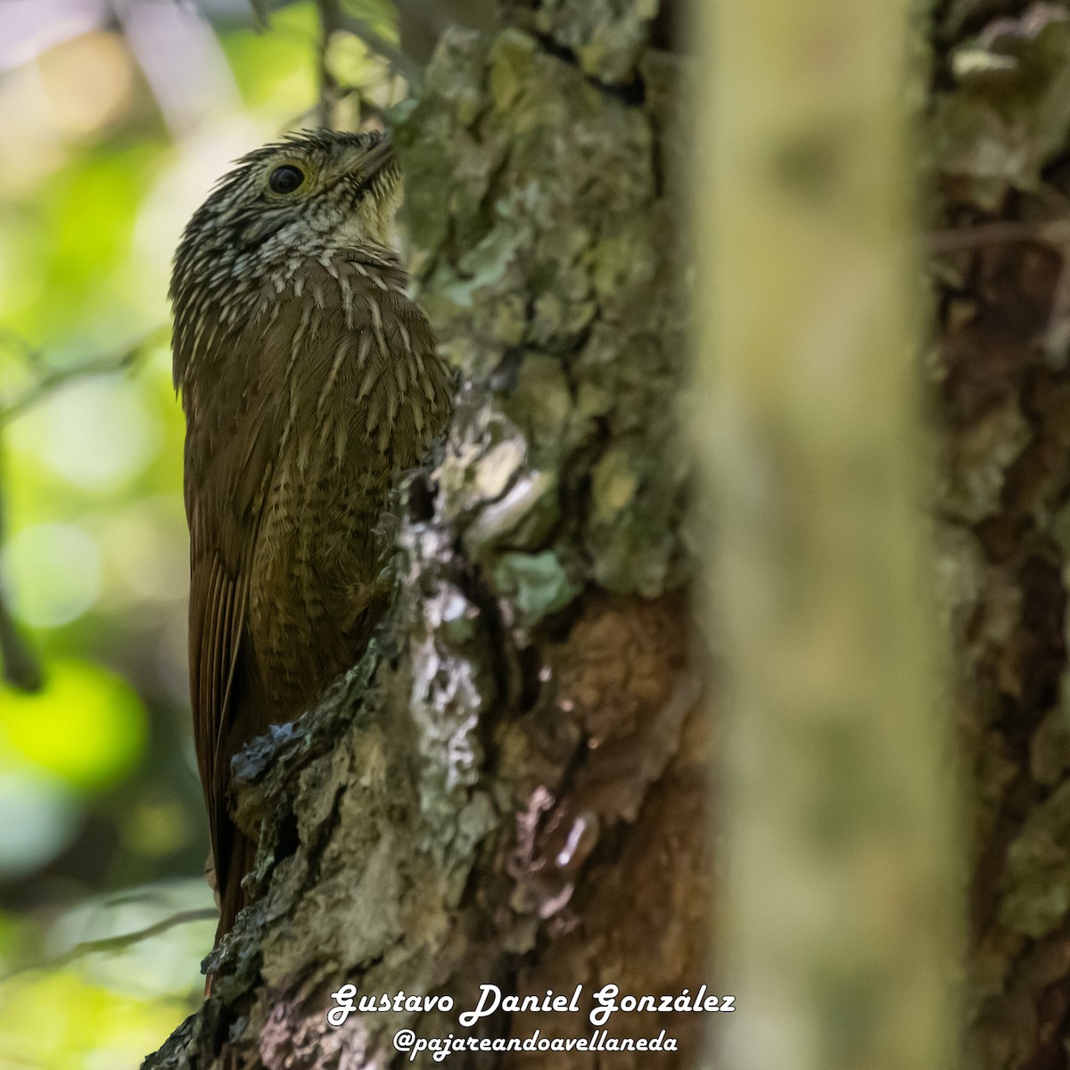 Planalto Woodcreeper - ML641961307