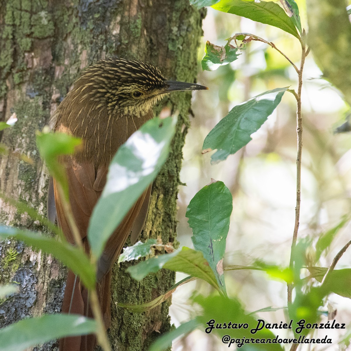 Planalto Woodcreeper - ML641961308