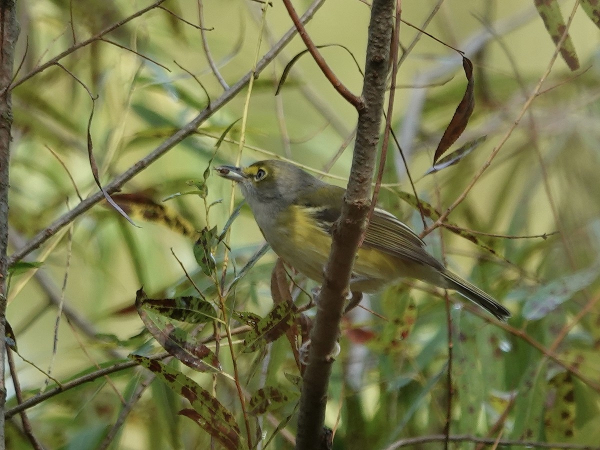 White-eyed Vireo - ML641961310