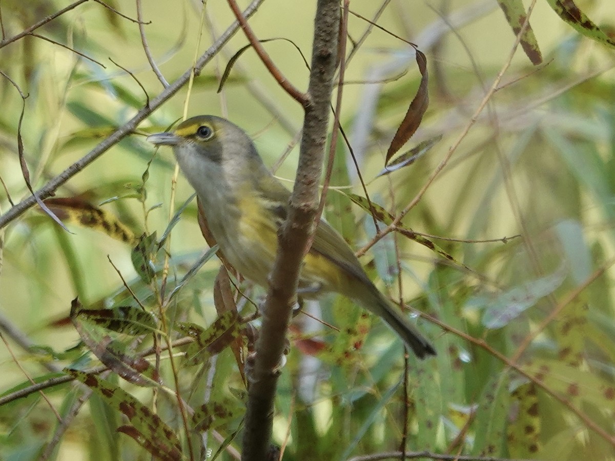 White-eyed Vireo - ML641961311