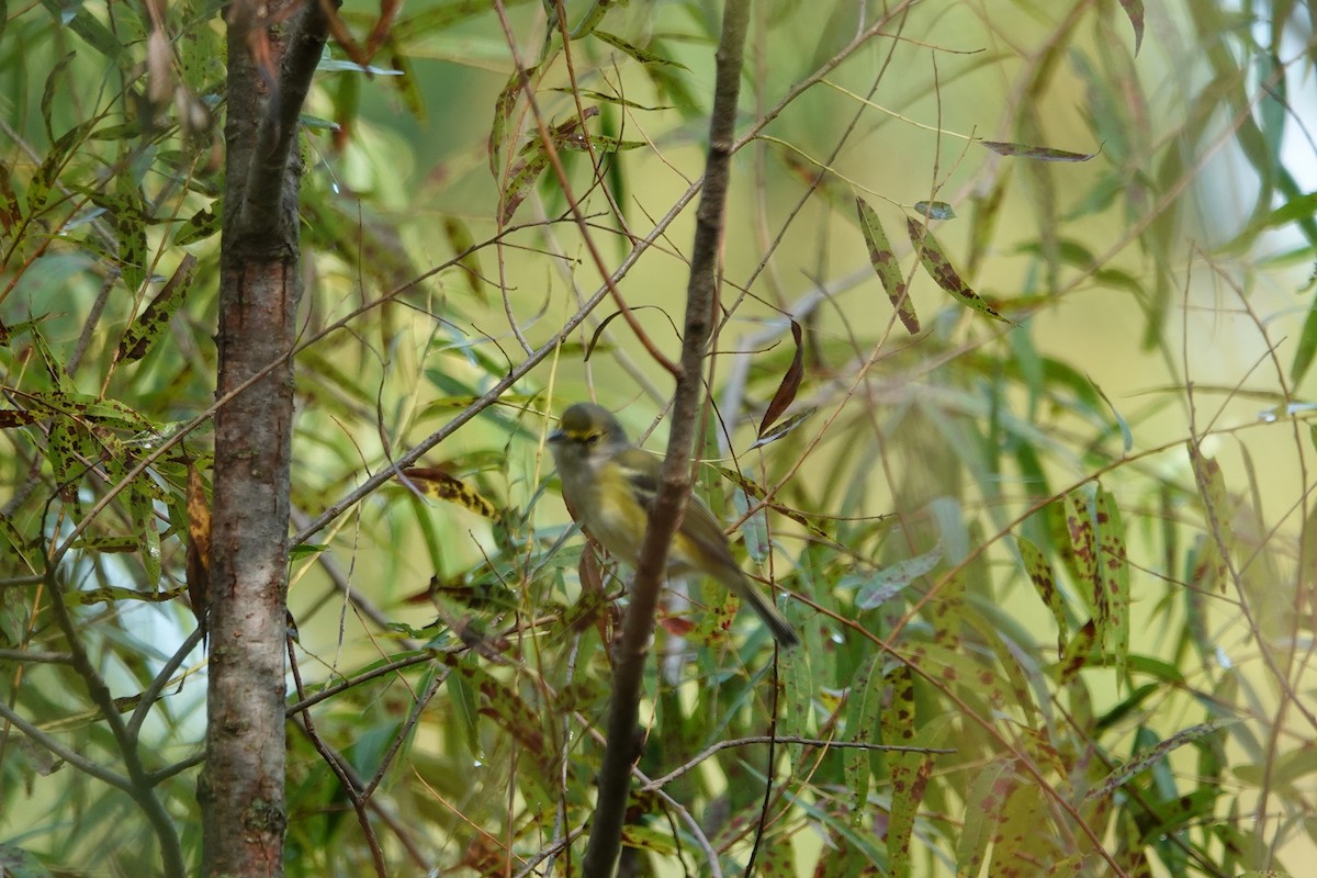 White-eyed Vireo - ML641961312
