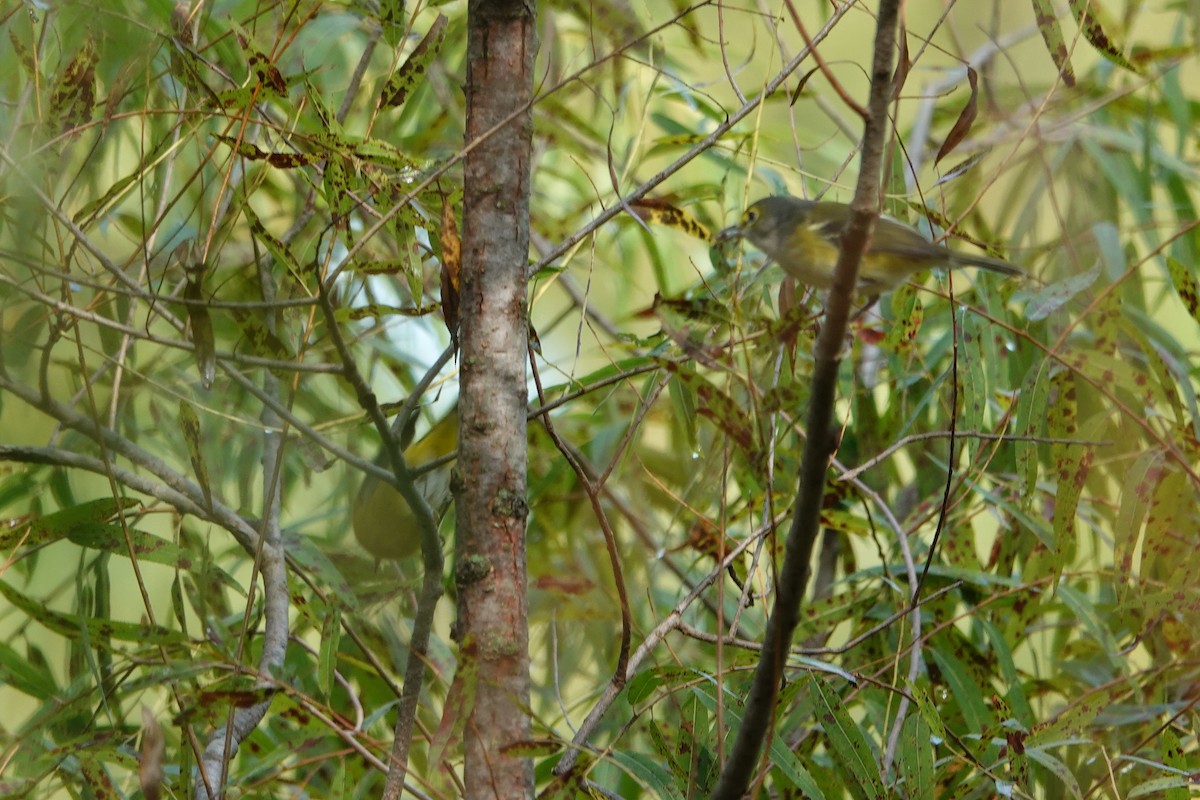 White-eyed Vireo - ML641961313
