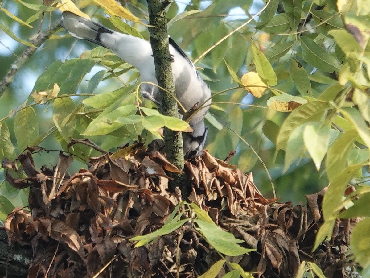 Blue Jay - ML641961331