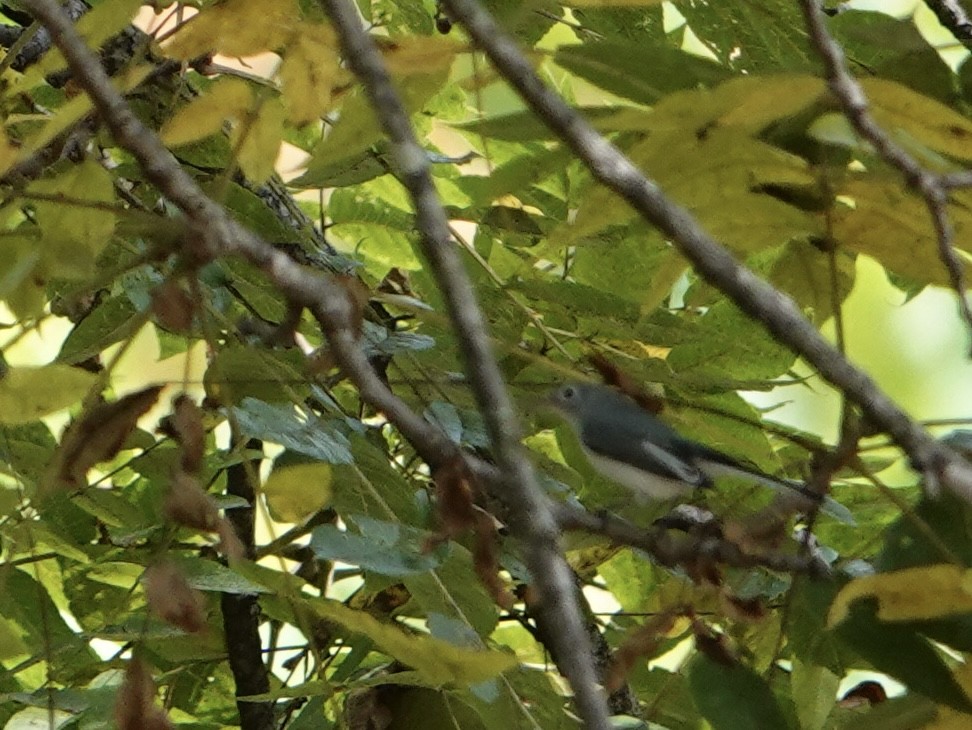 Blue-gray Gnatcatcher - ML641961339