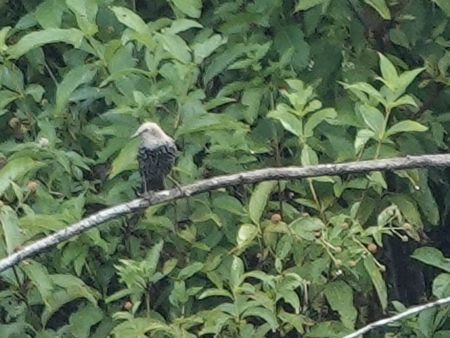 European Starling - ML641961359